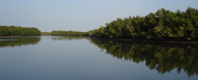 Mangrove conservation, climate change and food security