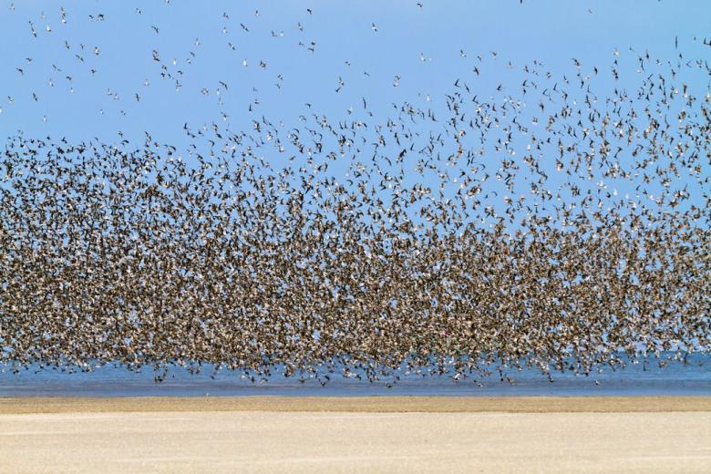 East Atlantic Flyway partnership for the conservation of tidal flat ecosystems Banc d'Arguin - Wadden Sea