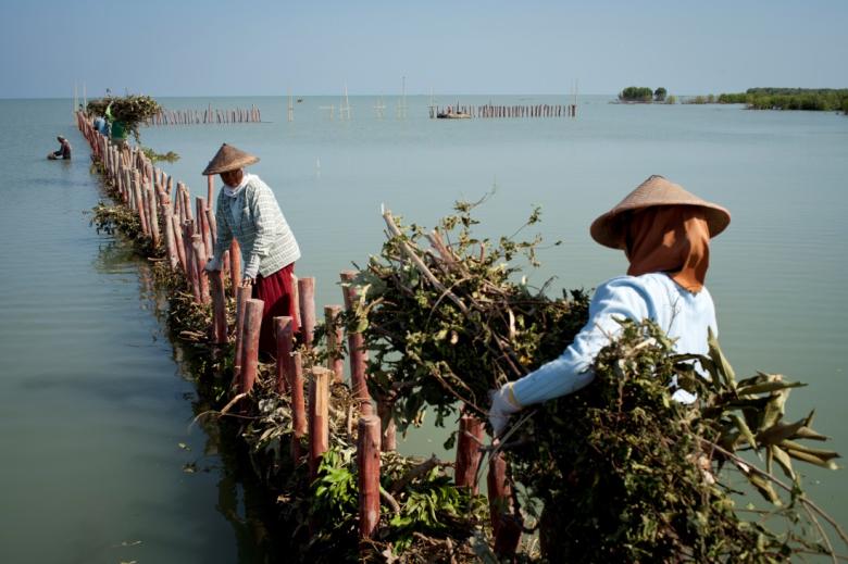 Building with Nature for safe, prosperous and adaptive coastlines in Indonesia