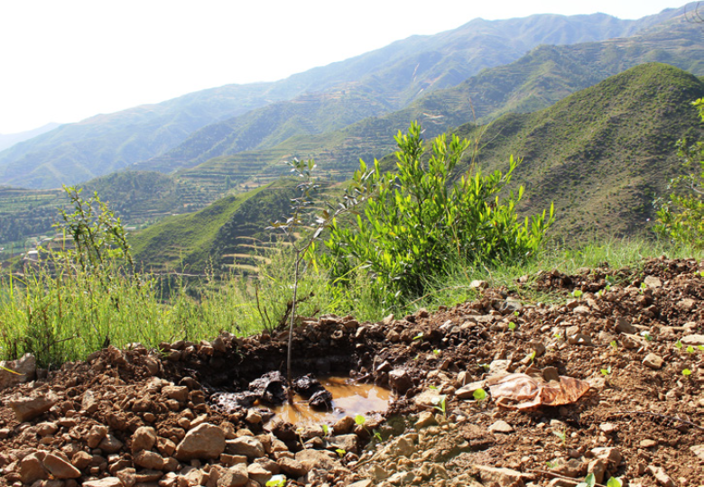 Using trees to adapt to a prolonged winter and dry season