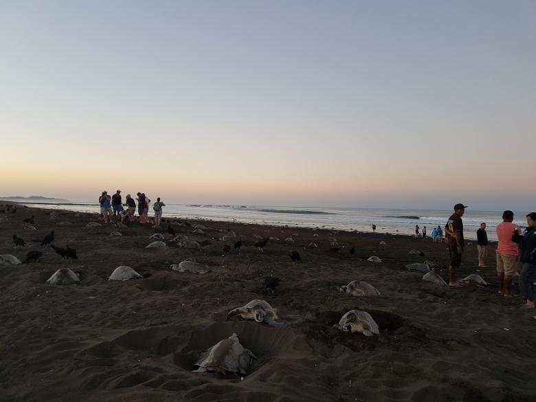 Building positive links between the Ostional community and the conservation of Olive ridley sea turtles