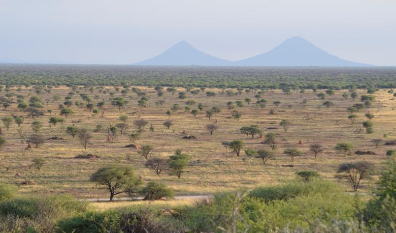 Namibian Bush Biomass: An Ecosystem Restoration Solution