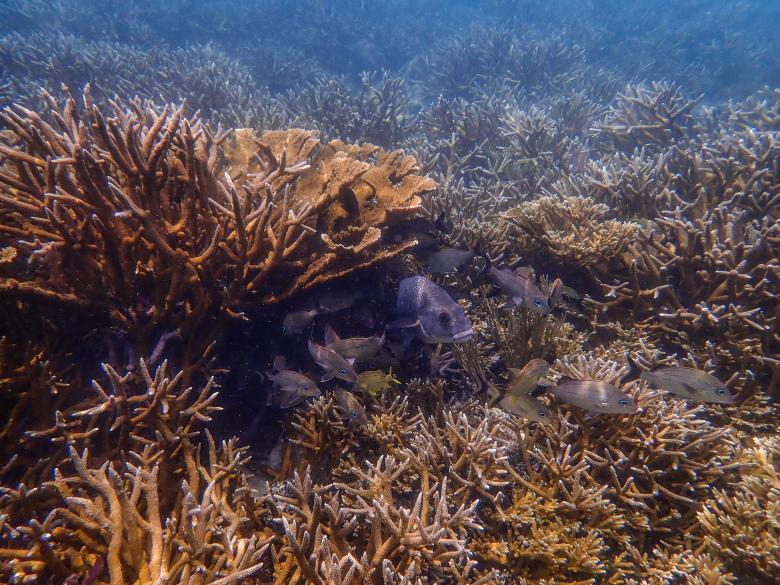 Upscaling restoration and protection of the critically endangered acroporid corals where it’s needed the most in Belize, using proven techniques, continued local capacity building, and mapping.