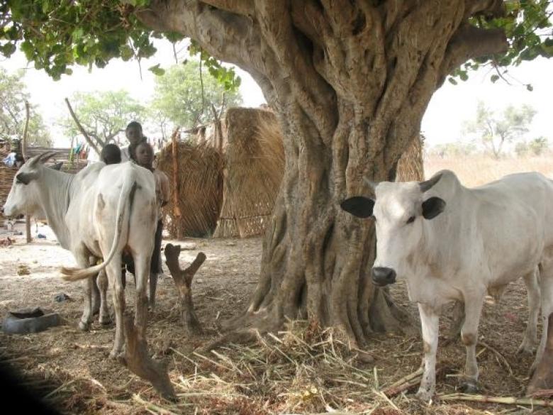 Microprojects for revolving schemes of cattle farming benefitting communities around Lake Kainji National Park, Nigeria