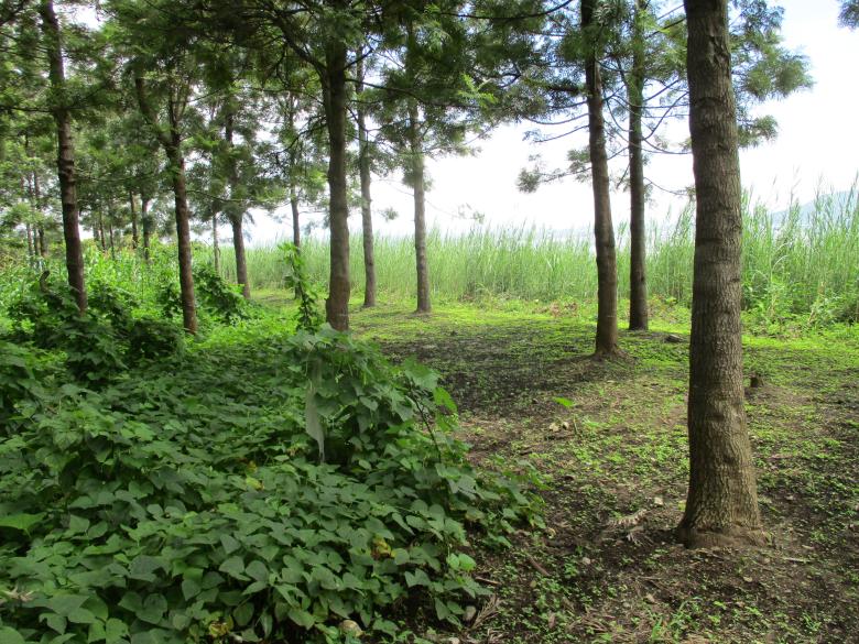 Rehabilitation of coastal areas through agroforestry reforestation