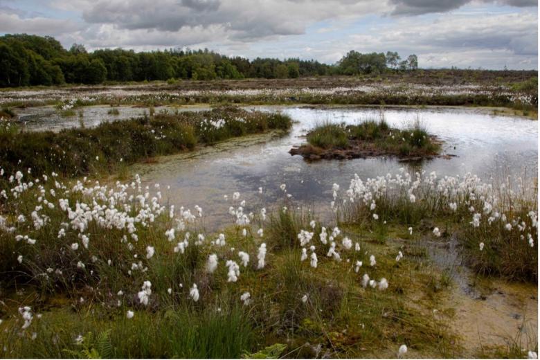 Cloncrow Bog Natural Heritage Area - restoring a degraded Irish midland raised bog