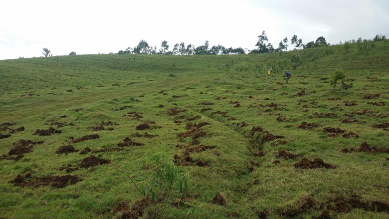 Result based Incentive Payment Approach for better survival of seedlings and creating forest in Lake Chamo Landscape