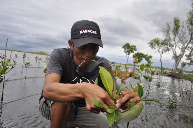 Mangrove rehabilitation and income diversification