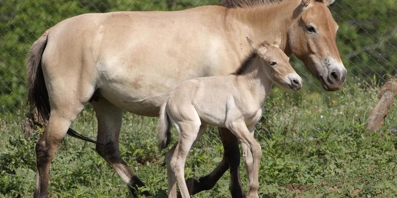 Saving the last wild horse species through GPS satellite tracking and community involvement