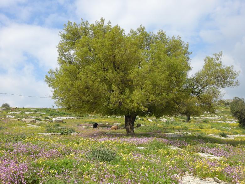 Co-management of Range-lands  - Al Yarmouk Forest Reserve, Jordan