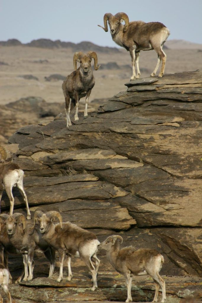 From “Paper Park” to Model Protected Area: The transformation of Ikh Nart Nature Reserve, Mongolia