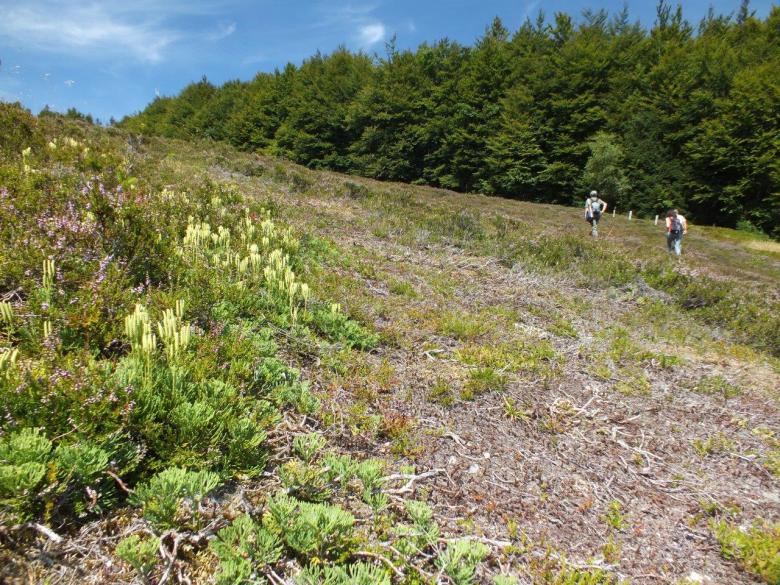 Artificial management of pioneer plant species in a forest context : at the antipodes of natural dynamics.