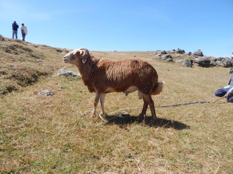 Low-Cost, Low-Infrastructure Reproductive Platform to Nurture Ethiopian Sheep and Goat Breeding Schemes