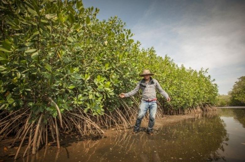 Restoration of mangroves for food security in the Gancho Murillo coastal State Reserve Chiapas, Mexico.