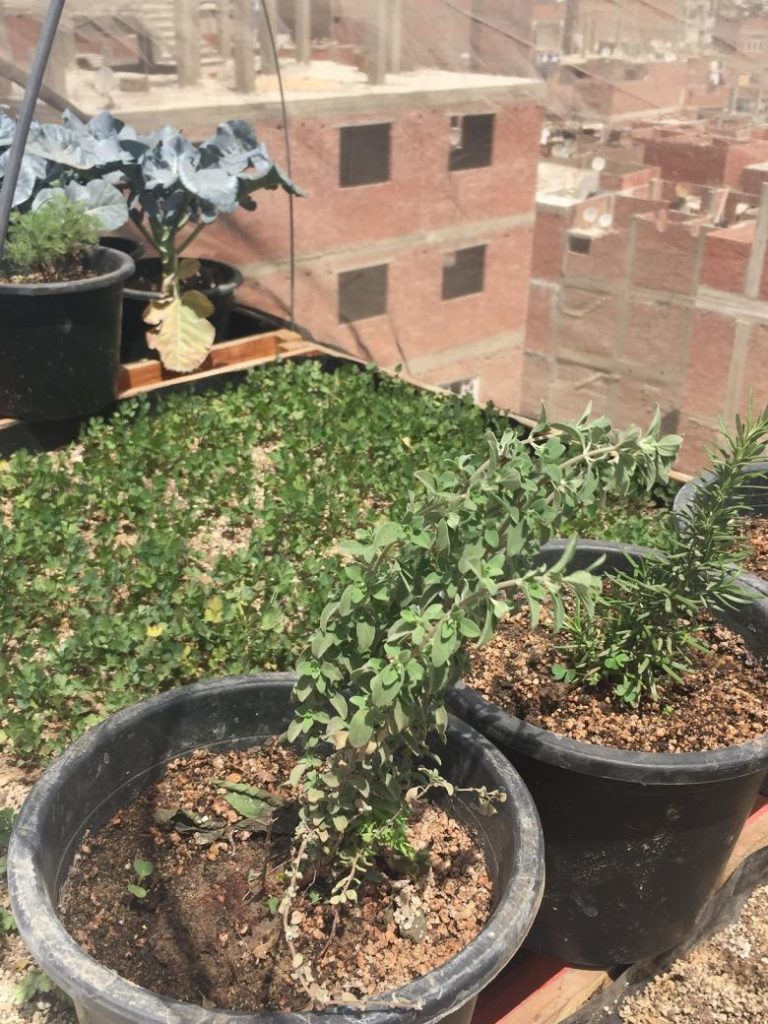 A socio-economic approach to Urban Rooftop farming in the Greater Cairo Region