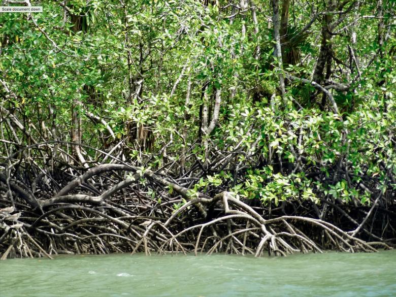 Pilots for the restoration of mangrove ecosystems in Ciénaga de la Virgen (Cartagena, Colombia)