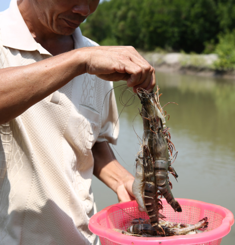 Shrimping Horizons: How Shrimp Farmers are Saving Thousands of Hectares of Mangroves in Vietnam