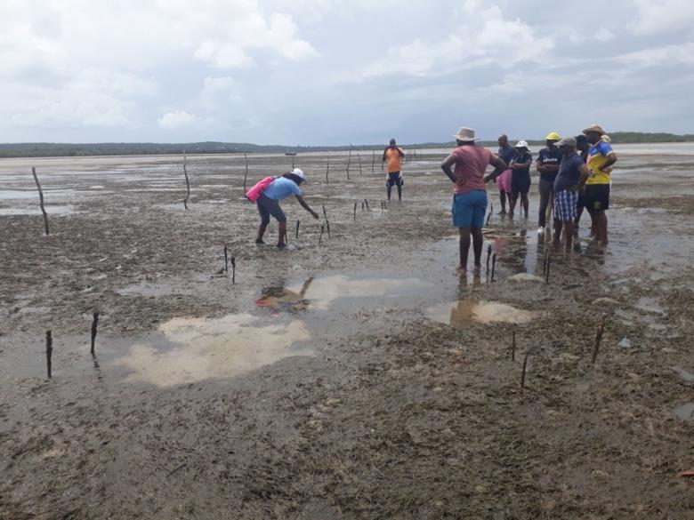 Seagrass meadows restoration in Mozambique