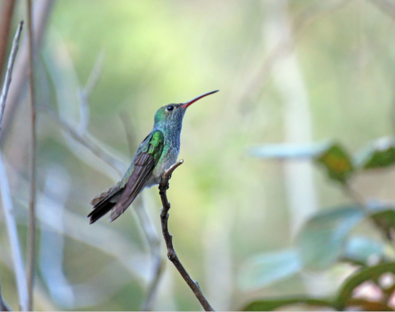 Conservación del única ave endémica (Amazilia luciae) en el occidente de Honduras