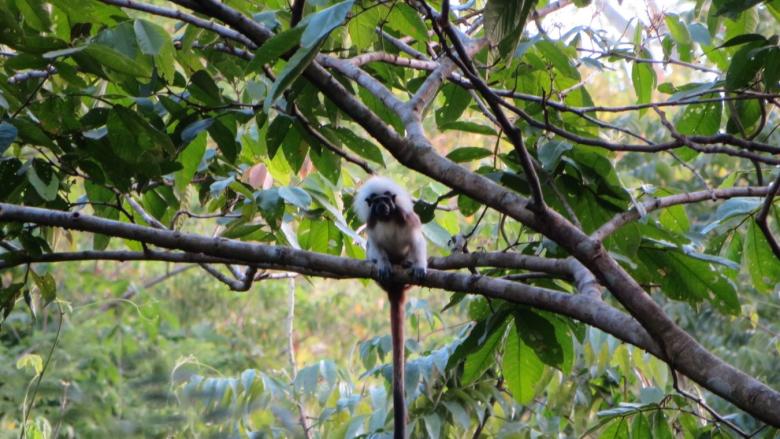 Conectividad y ordenamiento territorial para el desarrollo sostenible y la conservación del bosque seco tropical