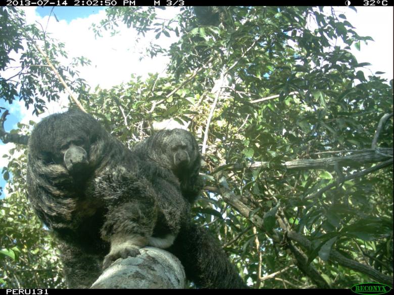 Connecting habitats for arboreal species by using canopy bridges