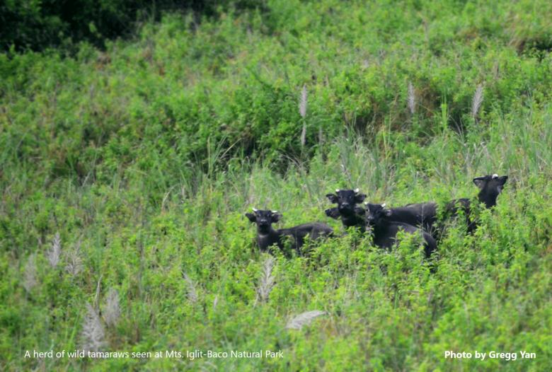 Conserving the Philippines' tamaraws through BioCamp