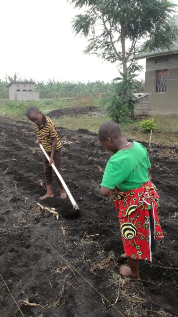 Agroforestry Skills Development for tackling deforestation and improving farmer livelihoods in Uganda