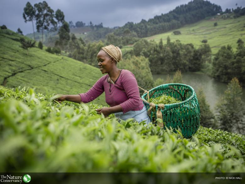 The Upper Tana-Nairobi Water Fund: Engaging business investment in Nature-based Solutions for water security