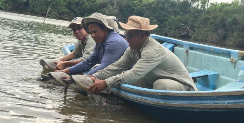 Restoring the wild population of southern river terrapins in Cambodia