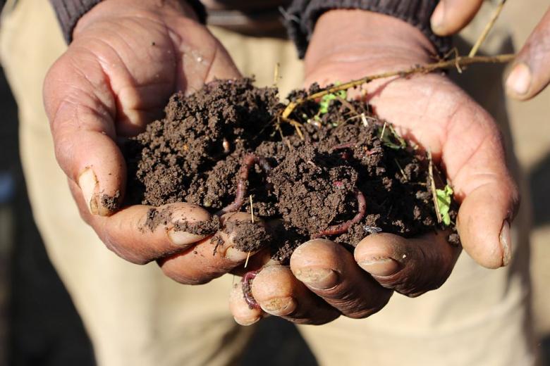 One “quick-win” technology for farmers to improve soil fertility – vermiculture and worm compost in Ethiopia