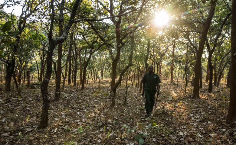 Ntakata Mountains Project – A natural climate solution financed by the voluntary carbon market that benefits both people and biodiversity.PATHFINDER AWARD 2021 WINNER