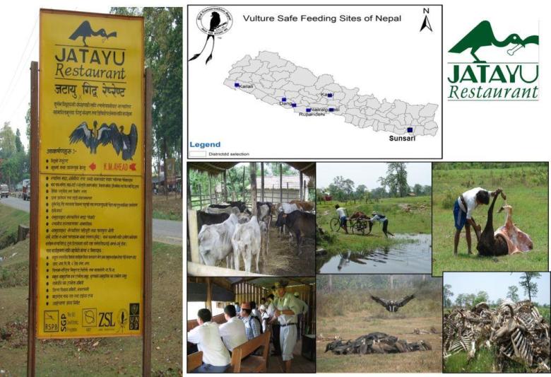 The Vulture's return; Community managed vulture safe zones in Nepal