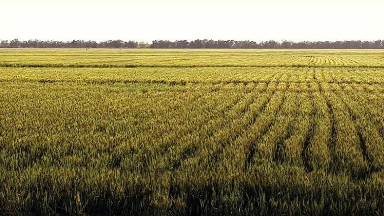 Development and out-scaling of high yielding and heat tolerant wheat varieties