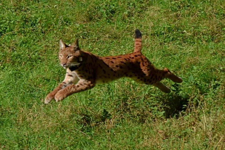 The lynx parliament in the Northern Vosges regional natural park