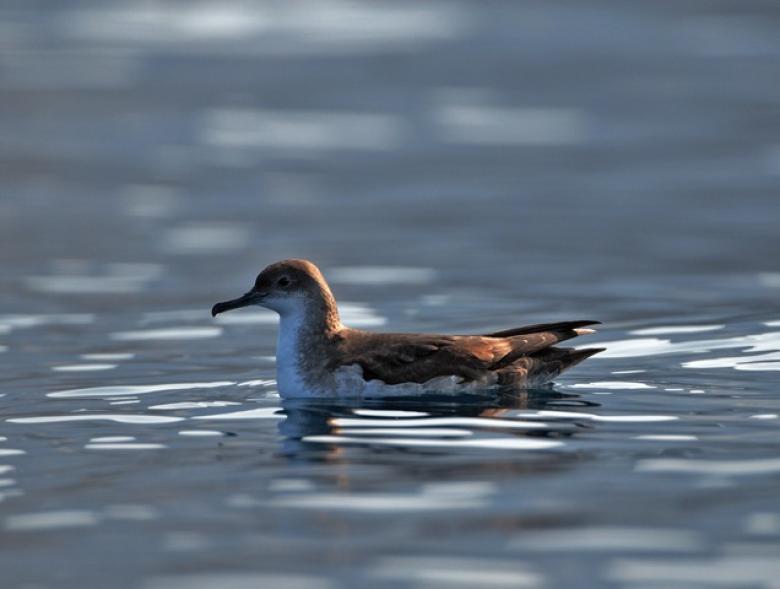 Reductions of IAS impacts in Montecristo Island - Tuscan Archipelago National Park (Italy)