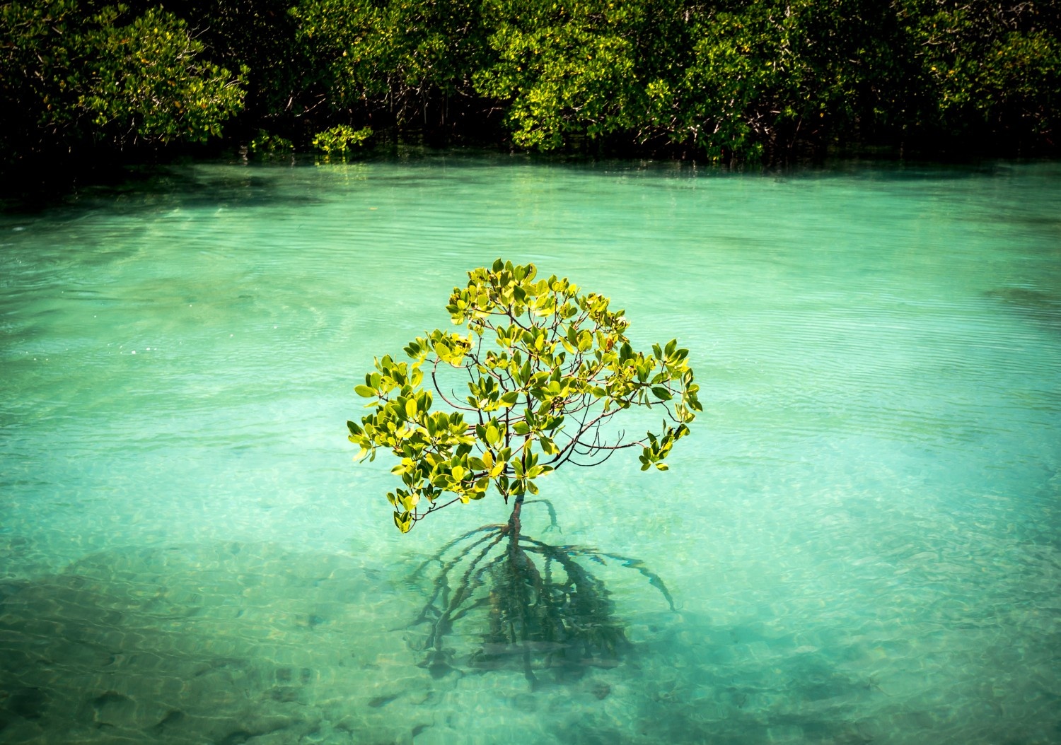 New 'State of the World’s Mangroves' report underscores critical links to biodiversity, climate, and communities