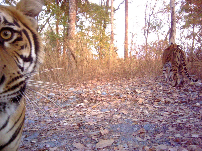 IUCN celebrates 10 impactful years of tiger conservation with new report