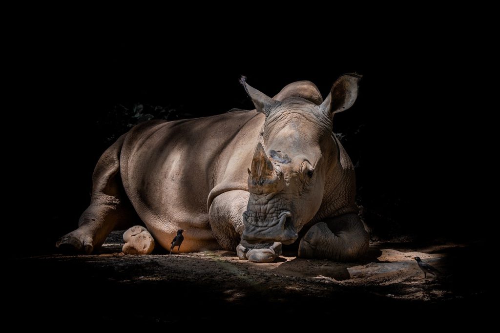 On World Rhino Day 2024, a mixed story for the world’s five species of rhinos