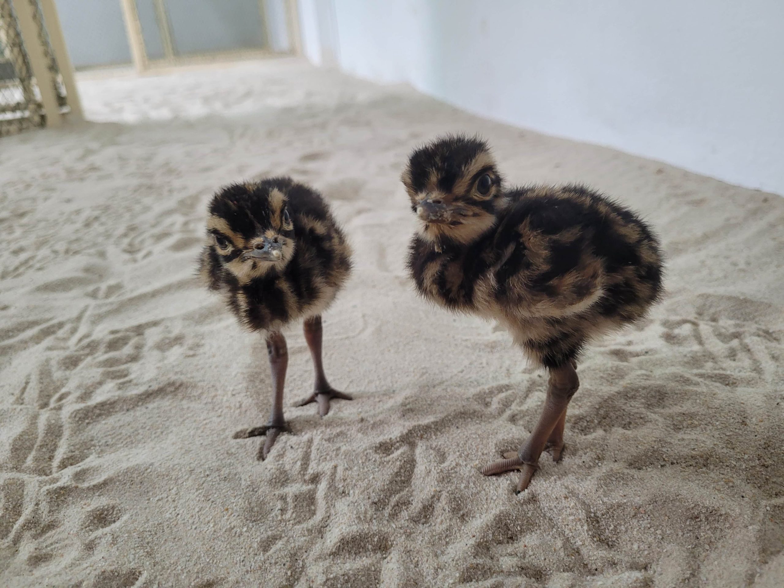 Critically endangered bird subspecies defies prediction, raises hopes for rewilding at Cambodian facility