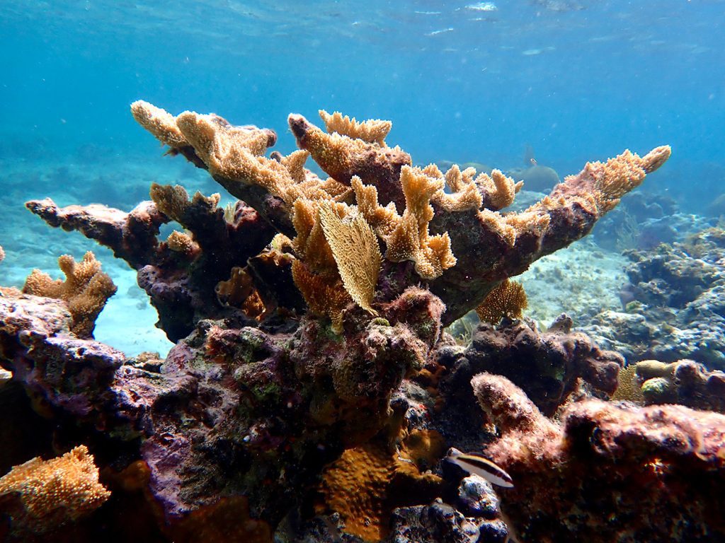 Over 40% of coral species face extinction – IUCN Red List