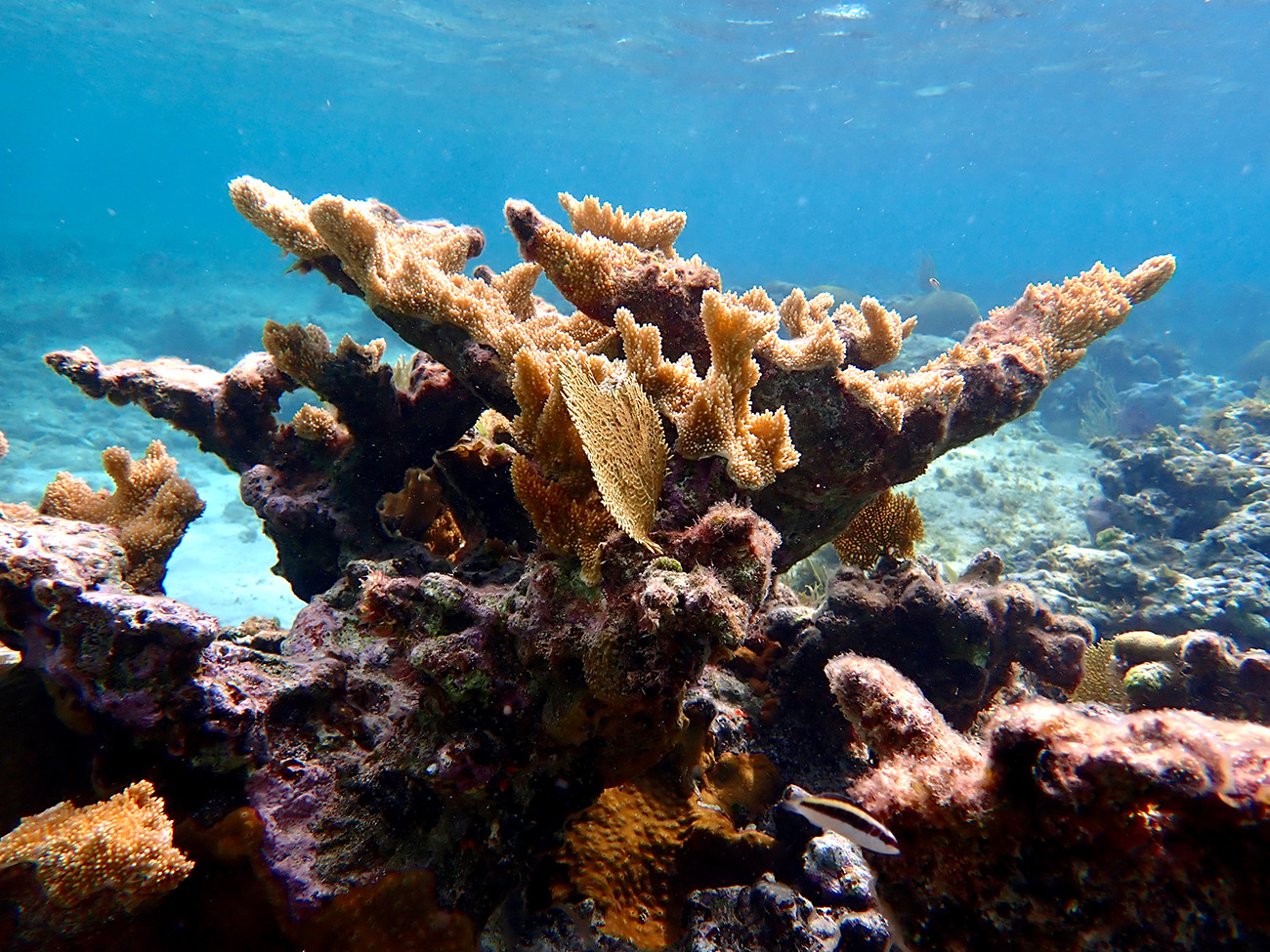 Over 40% of coral species face extinction – IUCN Red List