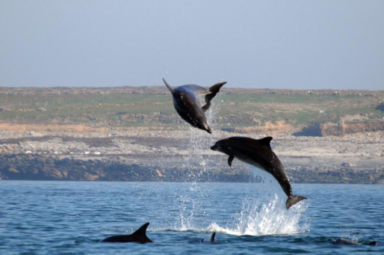 Réglementation de la circulation des jet Ski pour la protection d'un groupe côtier de grands dauphins