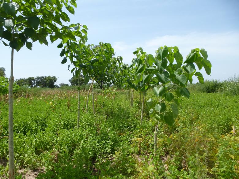 Restauration des terres agricoles dans la préfecture de Tchamba (Région centrale du Togo)