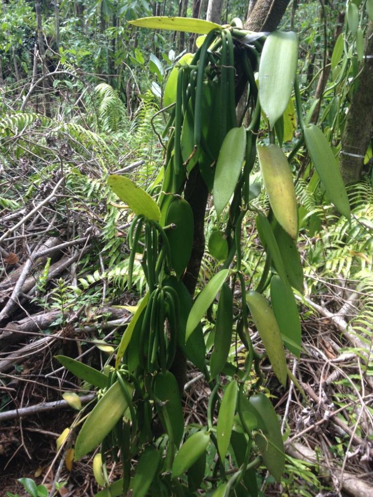 Intégrer les cultivateurs de Vanille dans la conservation de la biodiversité des forêts tropicales Intégrer les cultivateurs de Vanille dans la conservation de la biodiversité des forêts tropicales