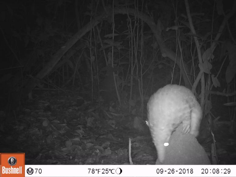 La forêt de WEKO : Un modèle de conservation de la faune sauvage par les communautés locales dans la province de la Tshopo La forêt de WEKO : Un modèle de conservation de la faune sauvage par les communautés locales dans la province de la Tshopo