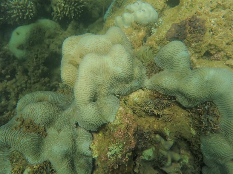 La gestion adaptive pour renforcer la résilience des récifs coralliens au niveau de l’Aire Marine Protégée Ankarea La gestion adaptive pour renforcer la résilience des récifs coralliens au niveau de l’Aire Marine Protégée Ankarea