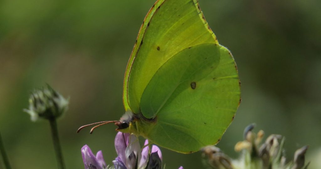 Implementing the EU Pollinators initiative: Action to protect the Canary Island’s endemic pollinators