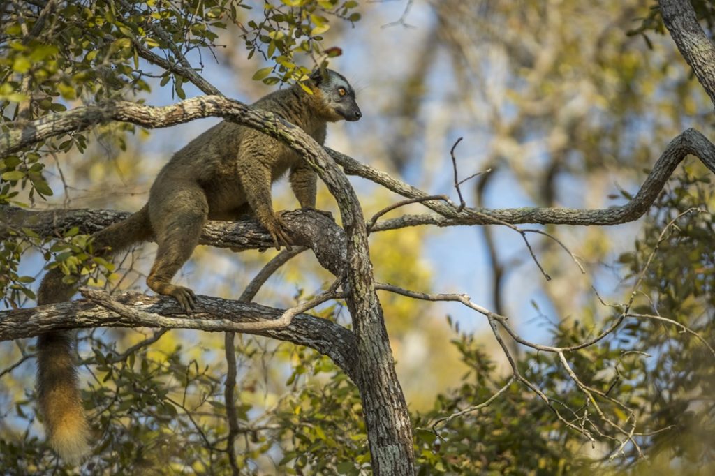 Multimillion-dollar GBFF project to target conservation of Madagascar’s threatened species