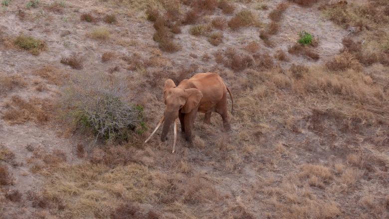 Protecting Elephants: Anti-Poaching Efforts in the Tsavo Conservation Area