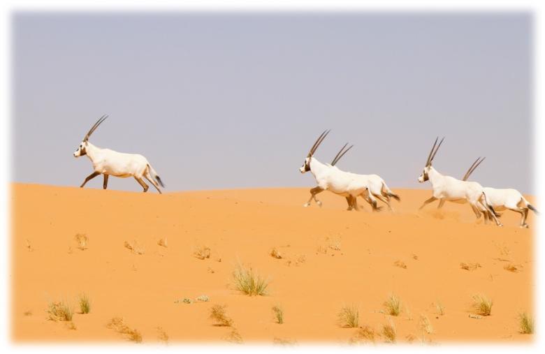 Restoring Wildlife Populations in Uruq Bani Maarid: A Successful Reintroduction program